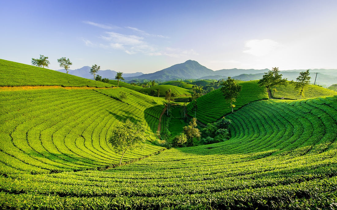 Vietnam OP Tee: Ein Meisterwerk der vietnamesischen Teekunst